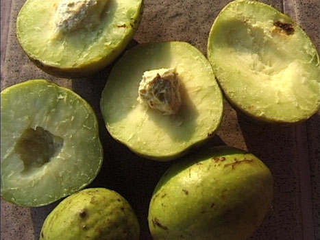 معرفی و راهنمای پرورش گیاهان دارویی - هلیله سیاه